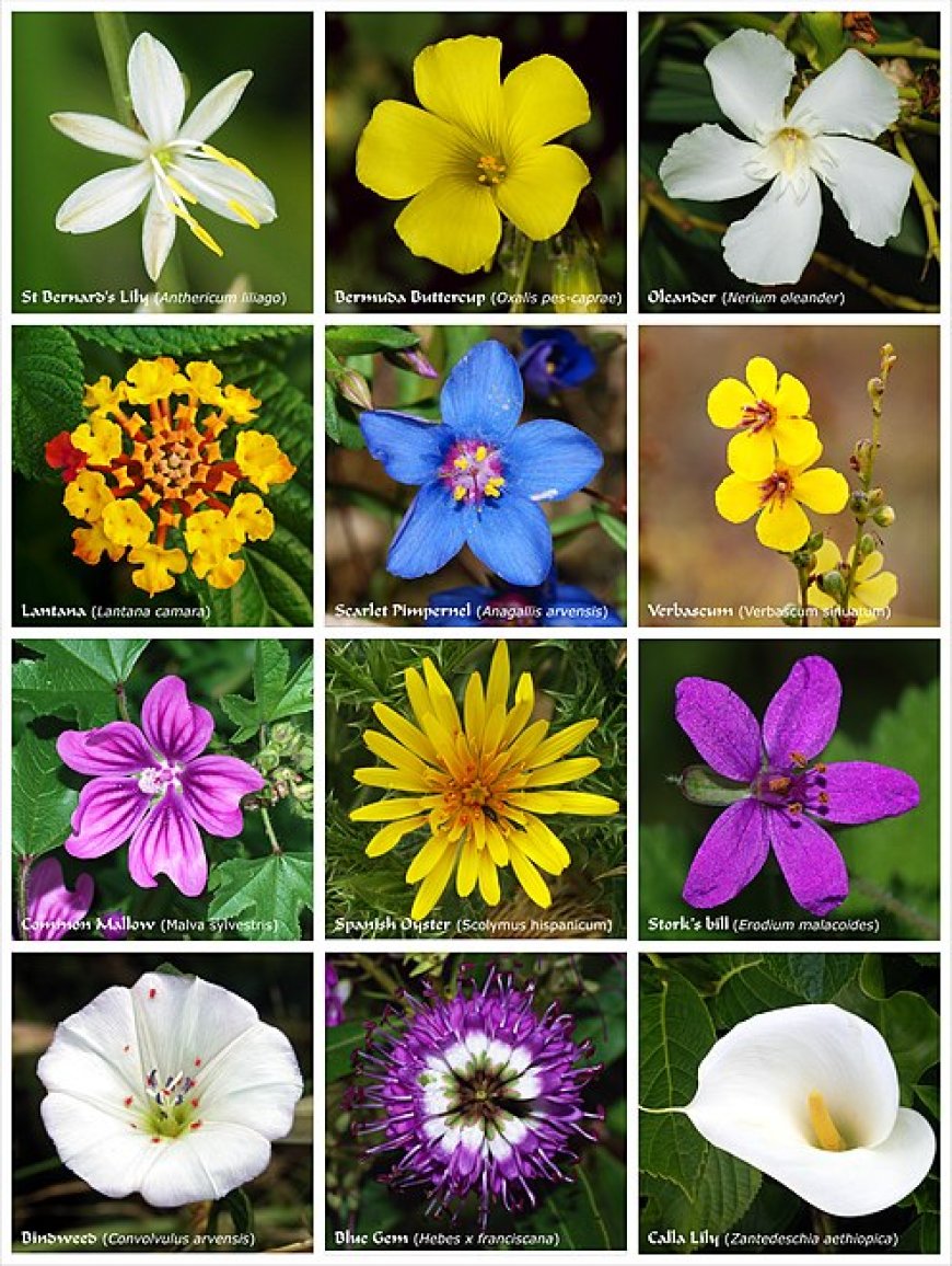 Flowers types parts and uses.