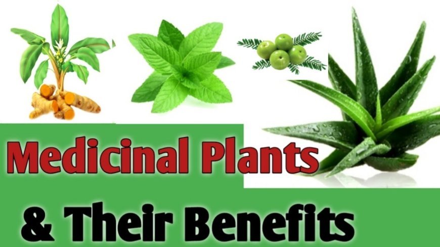 Medicinal plants and their benefits.